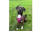 Adopt Fez a Brindle Boxer / Beagle / Mixed dog in Covington, KY (38765059)