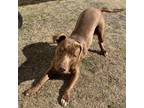Adopt Atlas a Red/Golden/Orange/Chestnut American Pit Bull Terrier / Mixed dog
