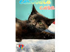Adopt Caboodle Case a All Black Domestic Shorthair / Domestic Shorthair / Mixed