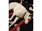 Adopt Farley a White Husky / Labrador Retriever / Mixed dog in Centennial