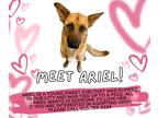 Adopt Ariel a Tan/Yellow/Fawn - with Black German Shepherd Dog / Mixed Breed