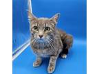 Adopt Reagan a Domestic Short Hair