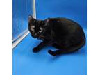 Adopt Brittany a Domestic Short Hair
