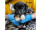 Adopt Brynn a Mixed Breed