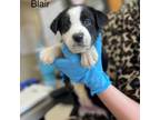 Adopt Blair a Mixed Breed