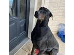 Adopt Duke a Black Doberman Pinscher / Mixed dog in Edinburg, TX (36327928)