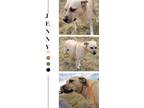 Adopt Jenny a Tan/Yellow/Fawn Labrador Retriever / Mixed dog in North Granby