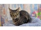 Adopt Newton a Brown Tabby Domestic Shorthair (short coat) cat in Greensburg