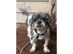 Adopt Mad Max a Gray/Silver/Salt & Pepper - with White Shih Tzu / Lhasa Apso /