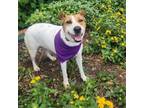 Adopt Trixie JuM a Basenji, Foxhound