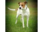 Adopt Trixie JuM a Hound, Jack Russell Terrier