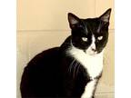 Adopt Waylon a All Black Domestic Shorthair / Mixed cat in Leesburg