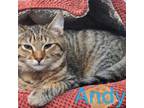 Adopt Andy a All Black Domestic Shorthair / Mixed cat in Leesburg, FL (33757489)