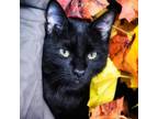 Adopt Cheyenne a All Black Domestic Shorthair / Mixed cat in Leesburg