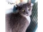 Adopt Chipper a Gray or Blue Domestic Shorthair / Mixed cat in Leesburg