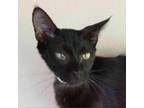 Adopt Falken a All Black Domestic Shorthair / Mixed cat in Leesburg