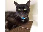 Adopt Dante a All Black Domestic Shorthair / Mixed cat in Leesburg