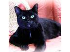 Adopt Nicolas a All Black Domestic Shorthair / Mixed cat in Leesburg