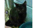 Adopt Porquis a All Black Domestic Shorthair / Mixed cat in Leesburg