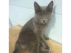 Adopt Robyn a Gray or Blue Domestic Shorthair / Mixed cat in Leesburg