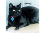 Adopt Spooky a All Black Domestic Shorthair / Mixed cat in Leesburg