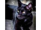 Adopt Ty a All Black Domestic Shorthair / Mixed cat in Leesburg, FL (33757564)