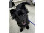 Adopt Rebel a Pomeranian, Chow Chow