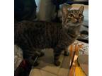 Adopt Vixen a Brown Tabby Domestic Shorthair (short coat) cat in Baton Rouge