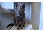 Adopt Molly a Tortoiseshell American Shorthair (short coat) cat in New Milford