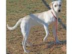 Adopt Bristol a Tan/Yellow/Fawn - with White Labrador Retriever / Mixed dog in