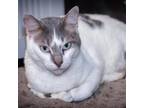 Adopt Piccolo a Gray or Blue Domestic Shorthair / Mixed cat in Leesburg