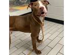 Adopt Kelce a Brown/Chocolate Mixed Breed (Medium) / Mixed dog in Philadelphia