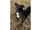 Adopt Sparky a Black - with White Pit Bull Terrier / Mixed dog in Waco