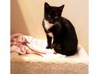 Adopt Bode a Black & White or Tuxedo Domestic Shorthair (short coat) cat in San