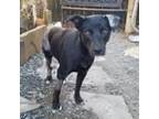 Adopt Zena a Black Labrador Retriever / Mixed Breed (Medium) / Mixed dog in