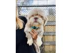 Adopt Darby a Shih Tzu