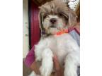 Adopt Bubbles a Shih Tzu