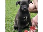 Adopt Fiona a Labrador Retriever