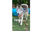 Adopt Fern a White - with Gray or Silver Husky / Mixed dog in Mission Hills