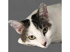 Adopt Ruby a White Domestic Shorthair / Mixed cat in St. Thomas, VI (36347132)