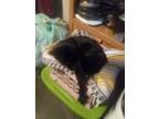 Adopt Fenris a All Black Domestic Shorthair / Mixed (short coat) cat in