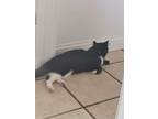 Adopt Zola a Black & White or Tuxedo Domestic Mediumhair / Mixed (medium coat)