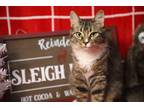 Adopt RUBY a Domestic Shorthair (long coat) cat in Calimesa, CA (36425418)