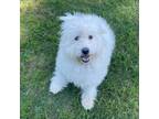 Adopt Daisy Laine a Poodle, Mixed Breed