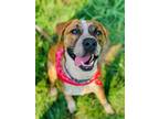 Adopt Bru a Brindle - with White Australian Cattle Dog / American Pit Bull