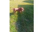 Adopt Snickerdoodle a Red/Golden/Orange/Chestnut Pit Bull Terrier / Mixed dog in