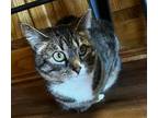 Adopt Shannon's Lucy a Tabby
