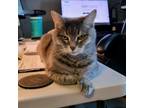 Adopt Annie a Gray or Blue Domestic Shorthair / Mixed cat in Chattanooga