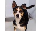 Adopt Brena 24-04-096 a Hound, Cardigan Welsh Corgi