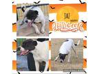 Adopt Jaz a White - with Black Labrador Retriever / Pit Bull Terrier / Mixed dog
